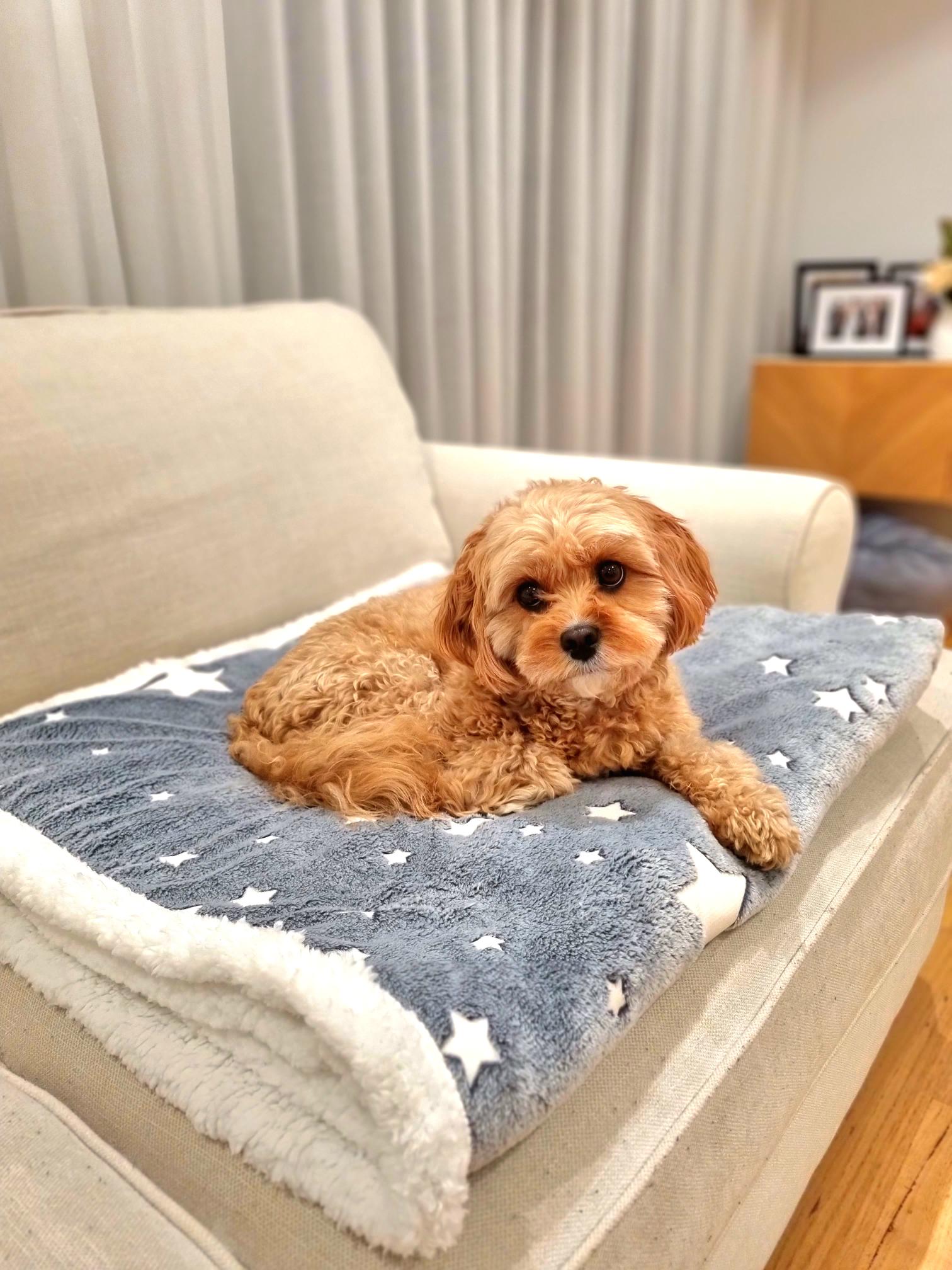 Glow in the dark blanket stars and moon with fluffy dog sitting on top.